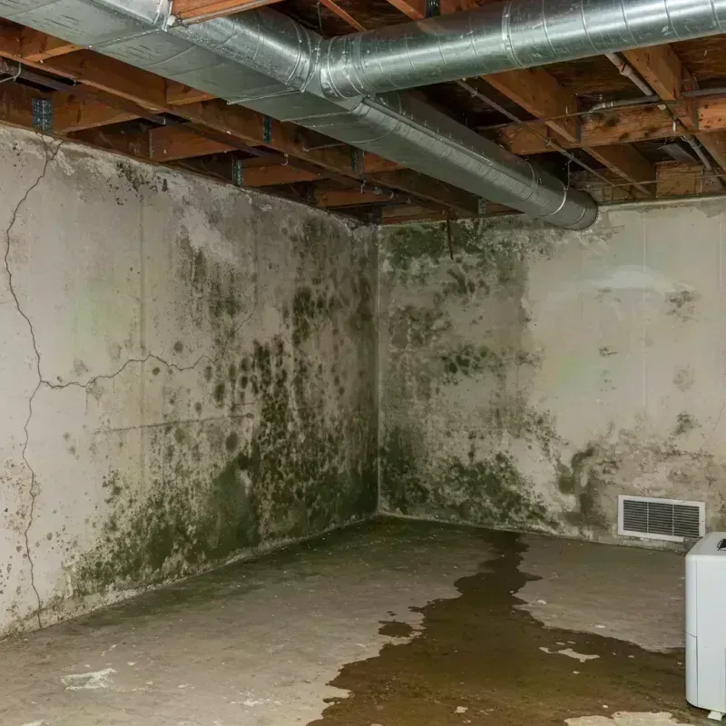 Professional Mold Removal in Bardstown, KY